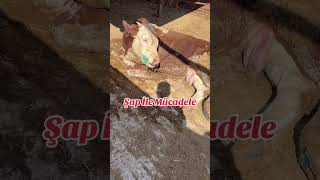 Şap Hastalığı İle Mücadele