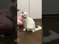Train with us - full length DEAF CAT TRAINING session (still beginners, our 4th week)