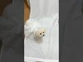 ウェディングドレスでくるくる可愛い👗🩷Twirling in Her Wedding Dress #dog #トイプードル #犬のいる生活 #可愛い #犬