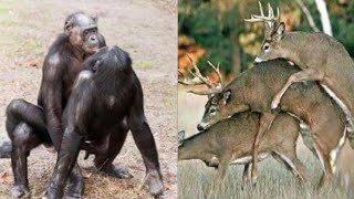 Best of animal mating-video - Free Watch Download - Todaypk