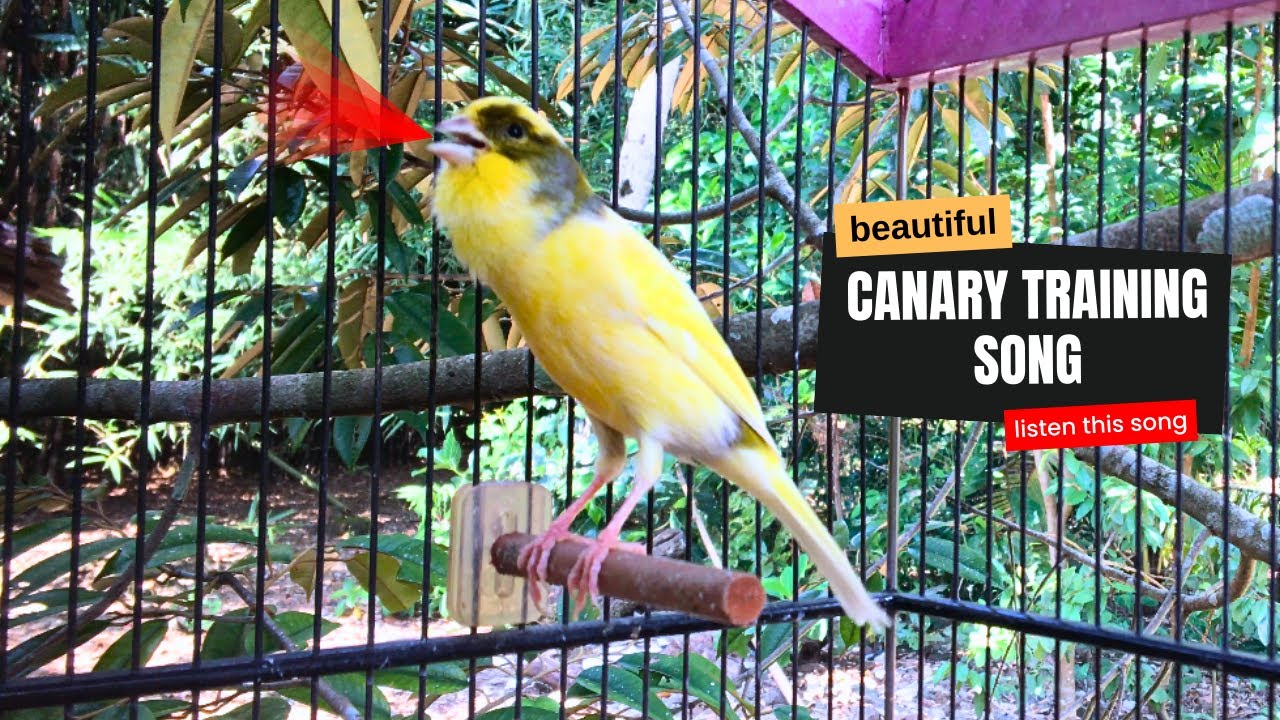 Yellow Canary Singing!! The Best Canary Training Song - YouTube