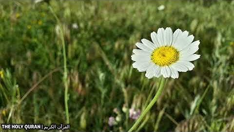 #سورة_الزخرف  بصوت القارئ اسامة صبحي حسين #تلاوة #القرآن_الكريم #قرآن #القرآن #قران