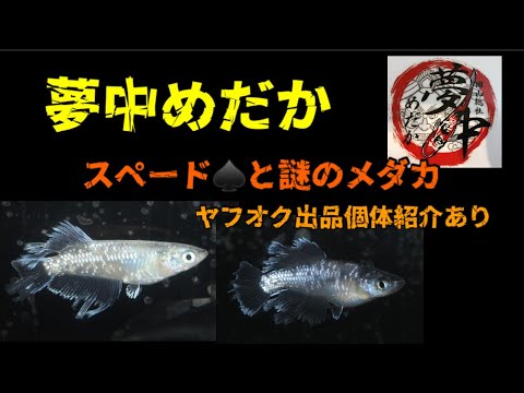 夢中めだかヤフオクで230万ついたメダカが更に進化？！　２枚のスペードとは？　@rakumedaka