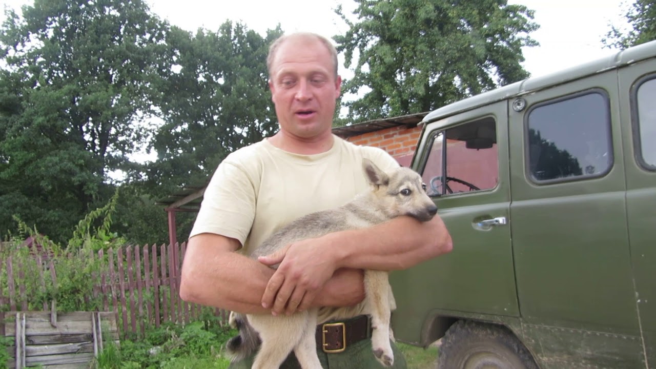 Хозяева ютуб
