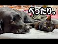 猫たちは威嚇…でも保護猫は黒ラブにべったり