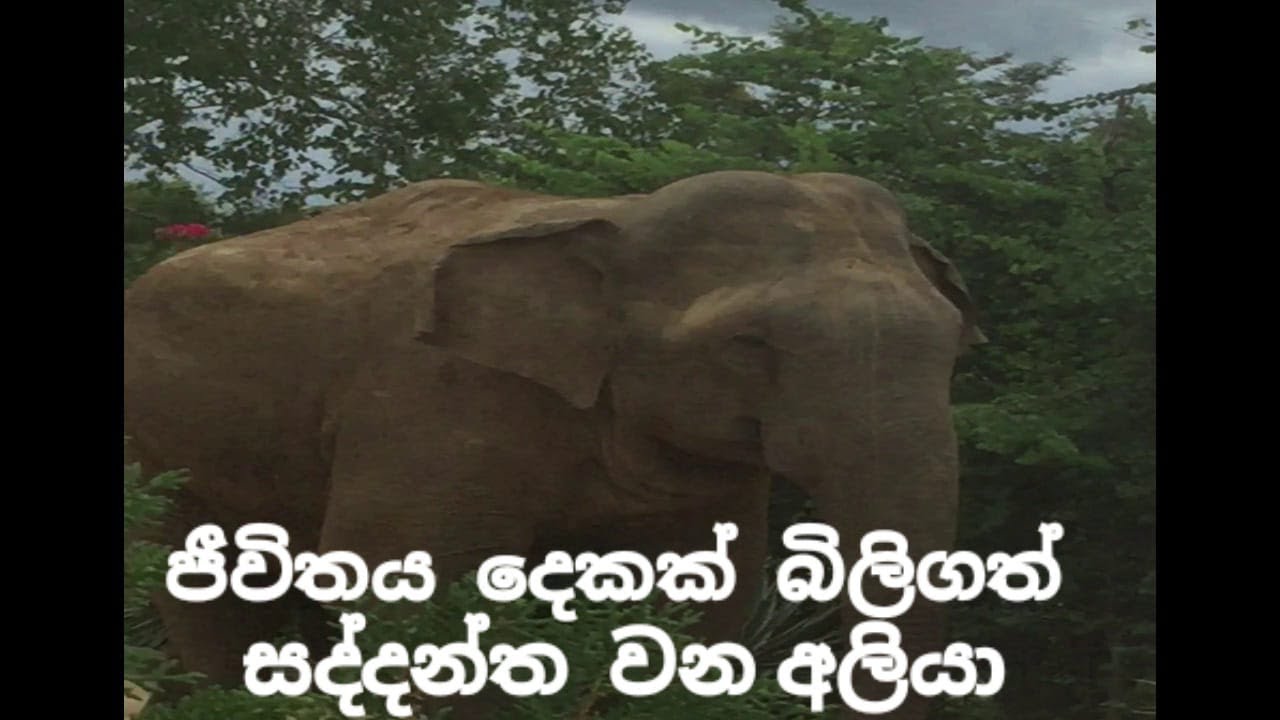 Sri Lankan Elephant attack.. two people killed by this giant ...