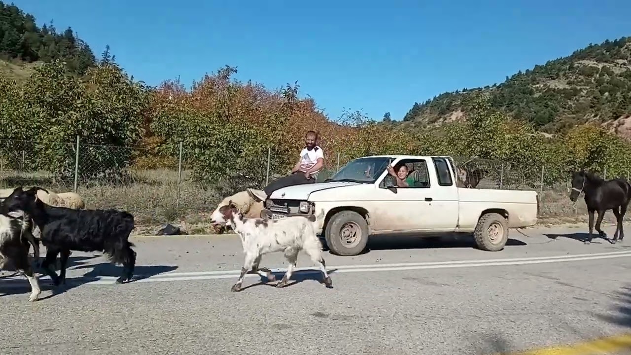 Goats and sheeps on the road 🐐🐏🐑🏇🐕🔔🔔 #διάβα #κτηνοτροφία