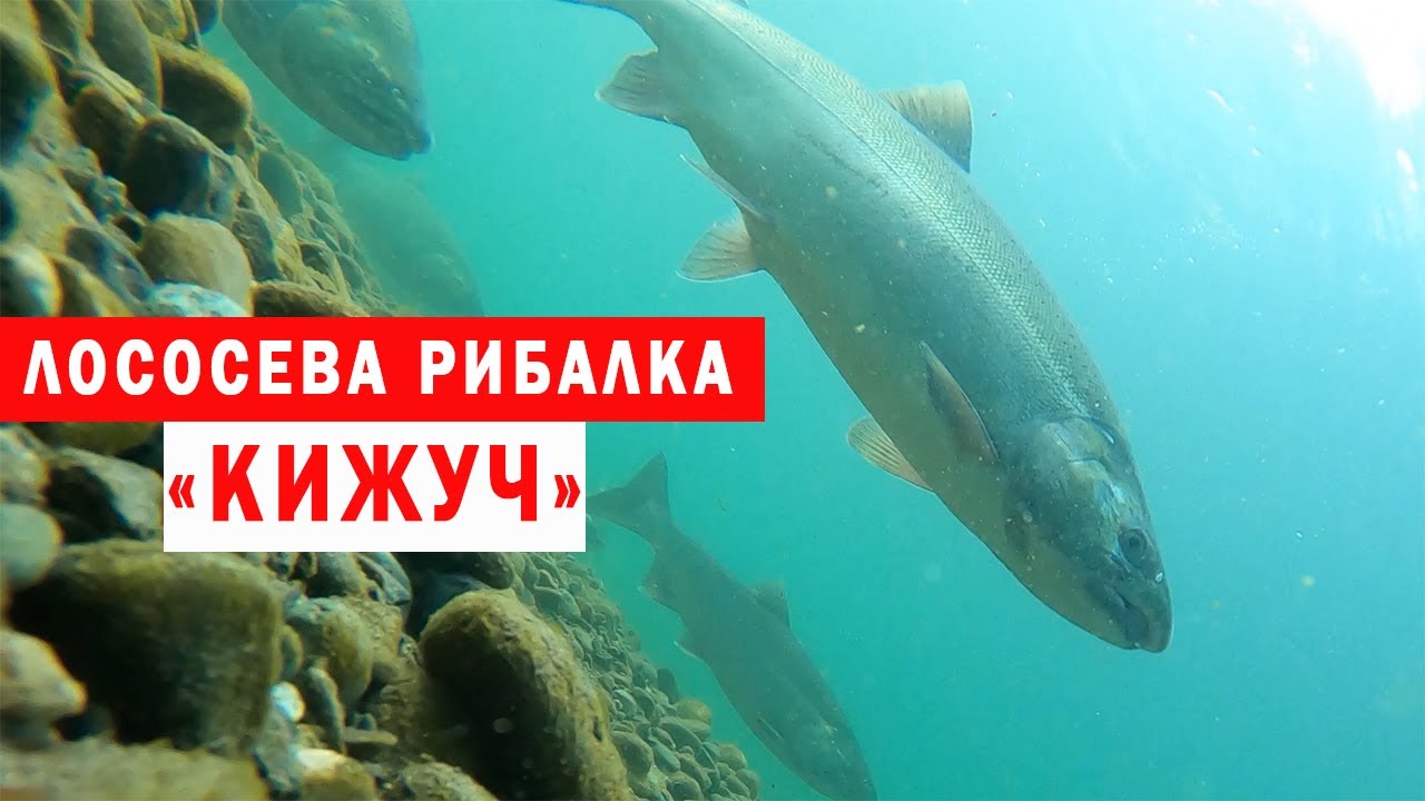 Рибалка на КИЖУЧА в Канаді. Британська Колумбія. Coho salmon