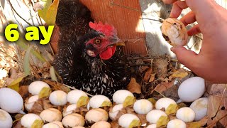 Tavuğu Takip Ederek 6 Aylık Yumurta Zulasını Buldum !- Cüce Koşinlere Kışlık Tavuk Yuvası Yaptım