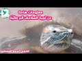 السلاحف البحريه الترسه طرق تربيتها في احواض السلاحف البحريه الترسه طرق تربيتها في احواض