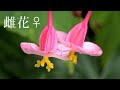 今が旬！我が家の秋海棠 (シュウカイドウ) 2021年9月9日 Begonia Grandis Of My Home : 我が家の花シリーズ : 4K
