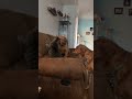 The funny life of cats and dogs 😂😂😂#fyp #foryou #usa #cats #catanddog