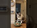 This Cat Got Angry Because Dinner Was 2 Minutes Late! #shortvideo #cat #animals #viral #shorts #cute