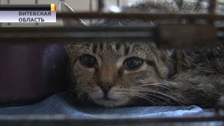 В Полоцке закрывают приют для животных. Собачек и кошек усыпят? В Полоцке закрывают приют для животных. Собачек и кошек усыпят?