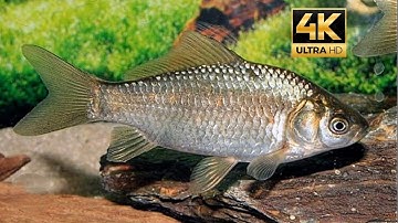 Cá diếc con | Audio 4K UHD