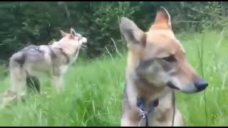 wolf Mating and fight at forest by Melodious twitering 454 views 1 year ago 4 minutes, 46 seconds