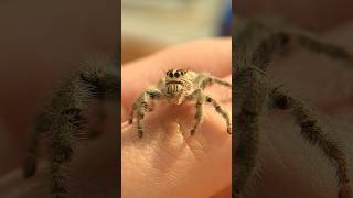 Hyllus Diardi, Pająk, Słodki Skaczący Pająk, Skakun Pani Akwarystka