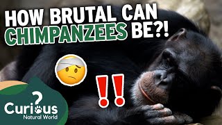 What Makes A Chimpanzee a DANGEROUS Pet?  | Predator Pets | Curious?: Natural World