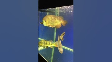 Vẻ đẹp của cá rồng kim long quá bối #arowana #cárồng #trend