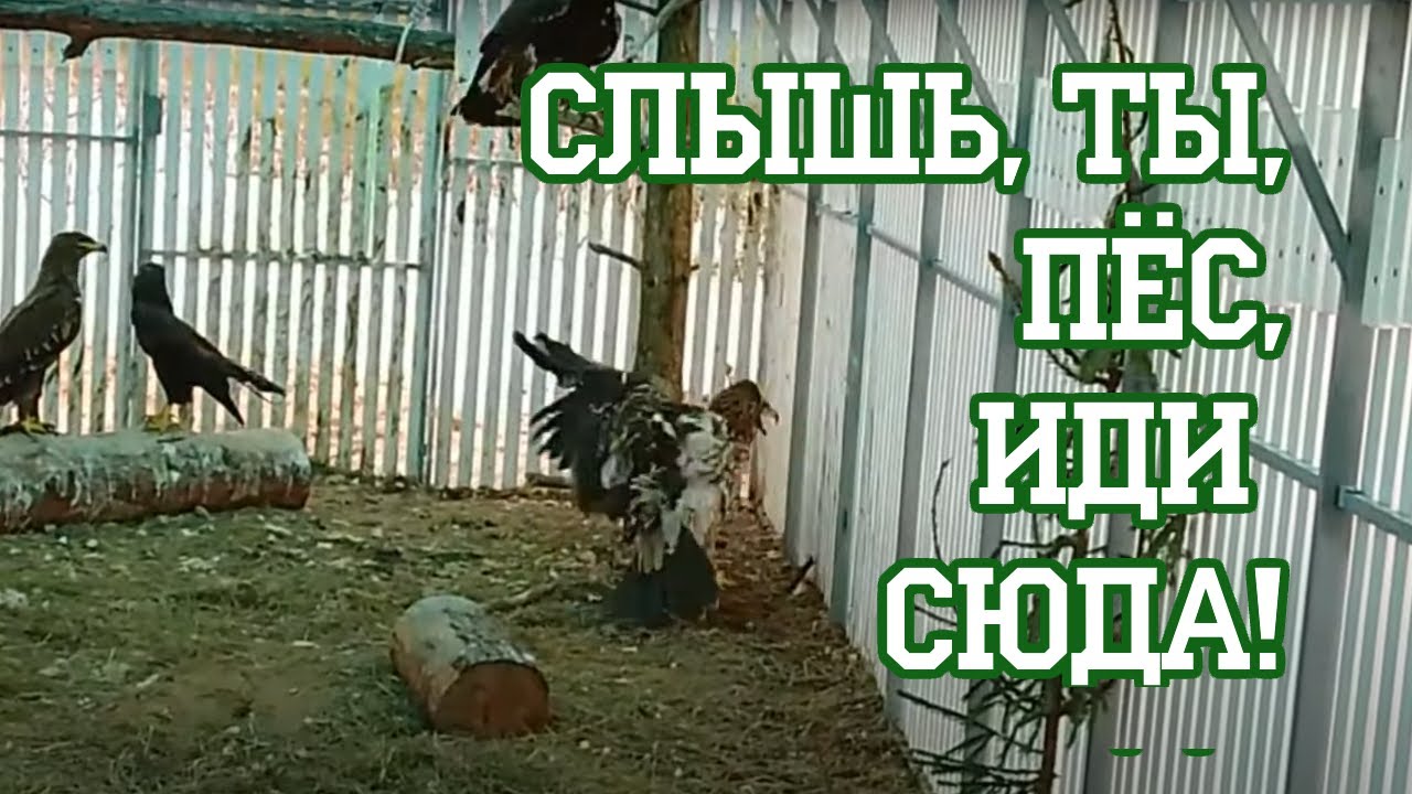 Орел охотится на собаку, шок-контент! - YouTube