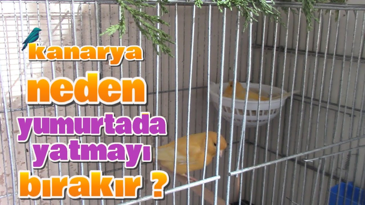 Dişi Kanarya Yumurtaya Yatmayı Neden Bırakır, Yuvada Neden Yatmaz ?