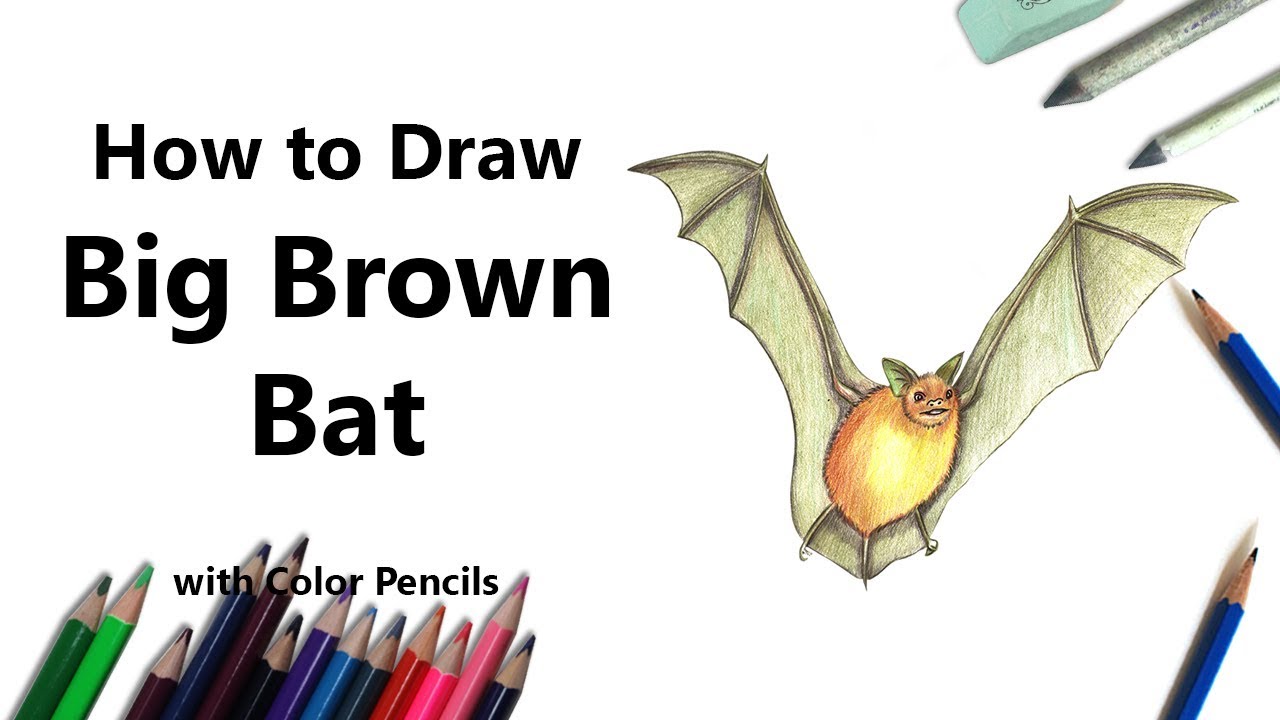 cute bat – Artist by Beauty