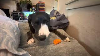ASMR Pitbull Border Collie mix dog eating carrot Border Collie Pit Bull Mix