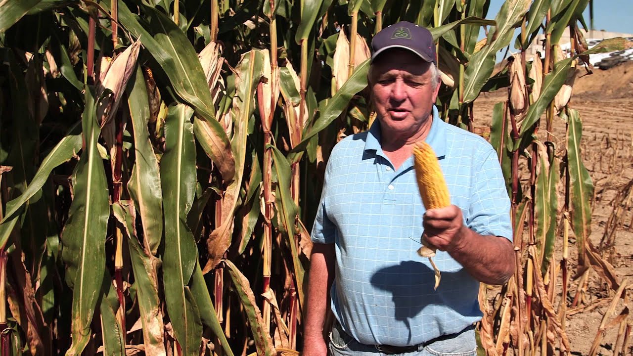 The Ethanol Effect - Preview