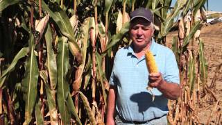 The Ethanol Effect - Preview