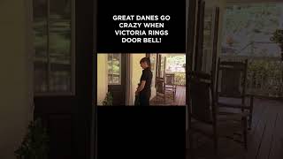 Great Danes go crazy when Victoria Rings Door Bell! #itsmeorthedog #dogtraining #dogs