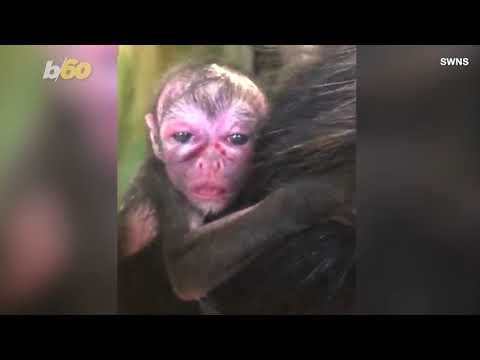 Video: Pet Scoop: Two Endangered Monkeys Geboren in Californië, Sonar Beschuldigd voor walvisstrandingen