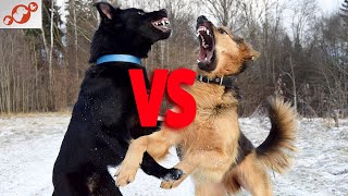 🐕 Dog Fights - TOP 7 Best & Most Commonly Used Breeds For Dog Fighting In The World! by Healthy Pets 837 views 1 year ago 6 minutes, 6 seconds