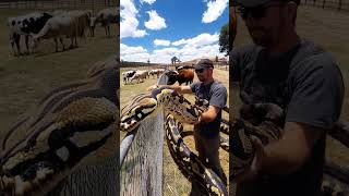 Celebrity A Tractor, a Farmer, and a Giant Snake! 🐍😱 #NatureEncounter Profile