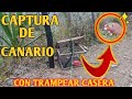 !!!recuperando la suerte.!!! captura de canario (!!!jilguero dorado!!!) ft. Fabian.