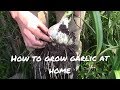 زراعة الثوم وكيفية انتاج رؤوس الثوم كبيرة الحجم &  الحلقة الثالثة..Growing garlic