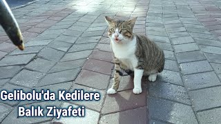 Kedilere Balık Ziyafeti Çektik│Balık yiyen sokak kedileri│Gelibolu - Çanakkale by istanbul stray cats 423 views 3 years ago 8 minutes, 21 seconds