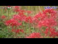 長崎でヒガンバナの群生を見るならばココ！琴海戸根町 社の丘花園