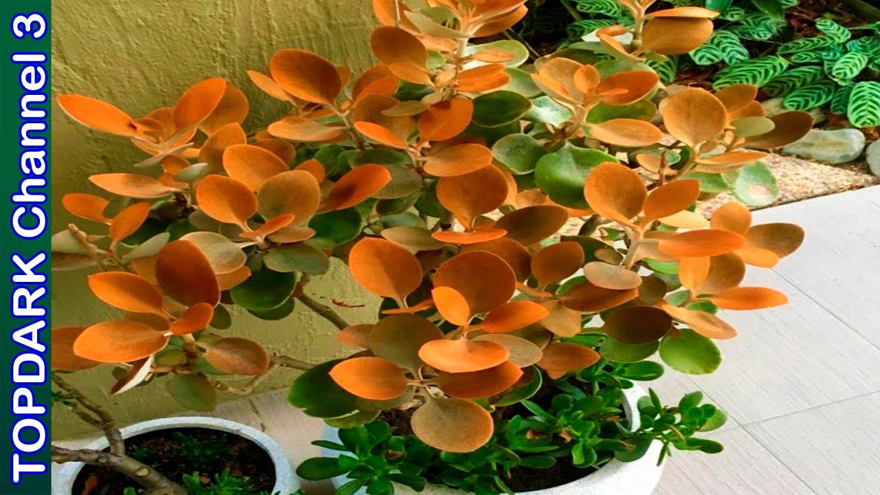 10 Variedades hermosas de kalanchoes