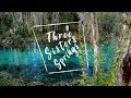 Manatees At Three Sisters Springs, Crystal River, Florida | 4K Footage