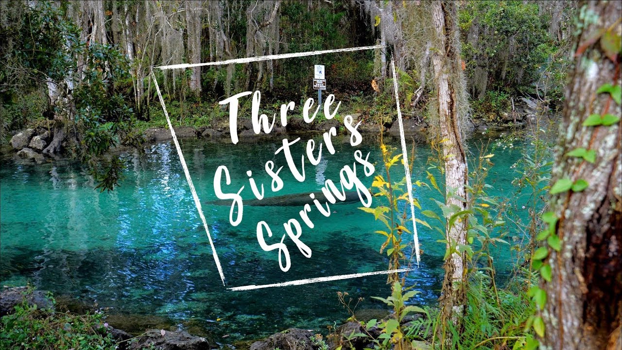 Кристал Ривер Флорида Манати. Manatees in Crystal River, Florida, USA. Spring sisters. Sisters spring