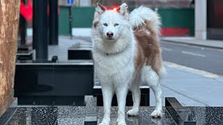 5 minutes of relaxing dog street photography in London by Viola Snow 3,669 views 1 month ago 5 minutes, 52 seconds