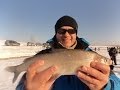 Whitefish ice fishing to  Savelevo. Рыбалка в Савельево на сига. 26 января 2014