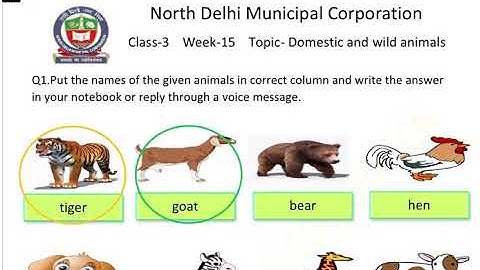 3rd Class English|Week 15|solution of worksheet