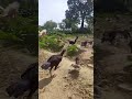 Happy Hens on the Run! 🐔😄#hen #ytshorts