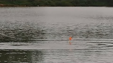 Câu Cá Hồ Dịch Vụ-Cận Cảnh Cá Chép Tỳ Phao Lục Và Bài Mồi Câu Hồ Dịch Vụ Cực Hiệu Quả