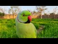 Parrot talking
