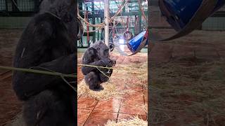 Getting Comfy And Enjoying Some Bamboo! #Gorilla #Asmr #Comfy #Bamboo