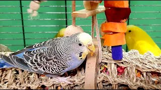 Happy Budgie Sounds