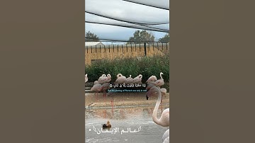 #تلاوة خاشعه الشيخ خالد الجليل