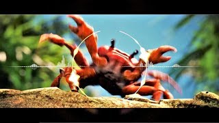 YouTube video tzz70QL7dTo
